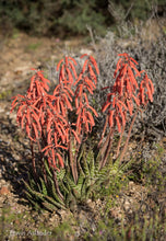 Aloe variegata