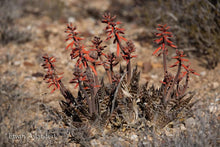 Aloe variegata