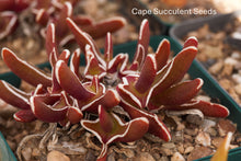 Glottiphyllum peersii (Willowmore)