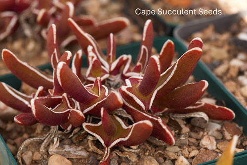 Glottiphyllum peersii (Willowmore)