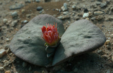 Pleiospilos simulans (Pearston)