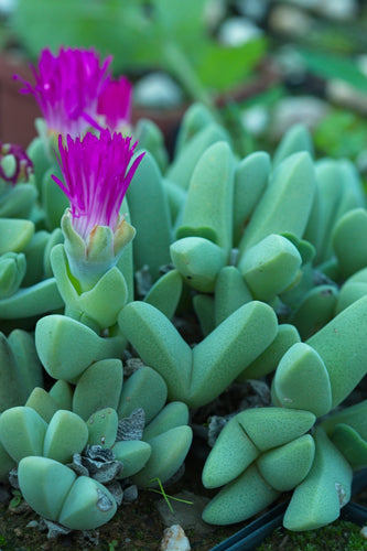 Cheiridopsis purpurea