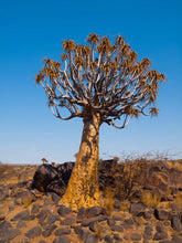 Aloidendron dichotomum - 50 seeds