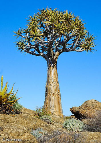 Aloidendron dichotomum - 50 seeds