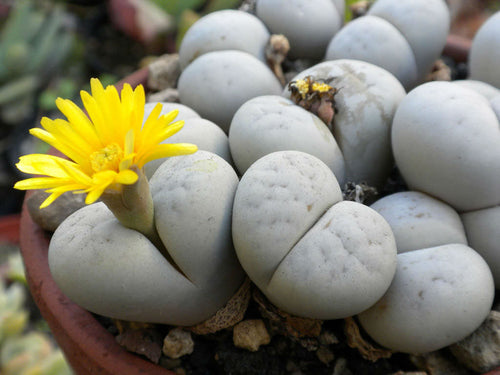 Lithops ruschiorum