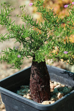 Mestoklema tuberosa - 50 seeds