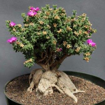 Trichodiadema bulbosum
