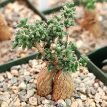Trichodiadema bulbosum