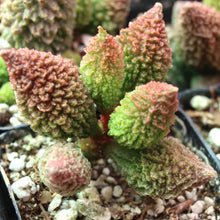 Adromischus marianiae f. herrei - 50 seeds