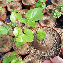 Dioscorea elephantipes - Elephant's Foot