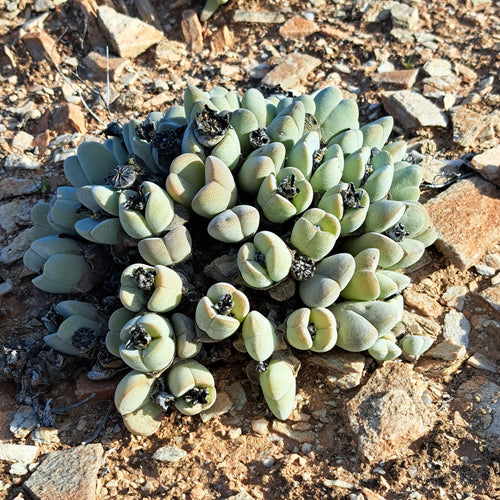 Cheiridopsis pillansii ssp. crassa