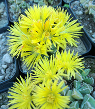 Faucaria albidens