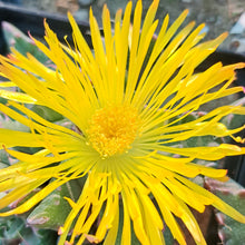 Faucaria tigrina (-Lynton)