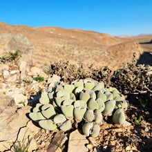 Cheiridopsis pillansii ssp. crassa