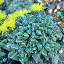 Faucaria albidens