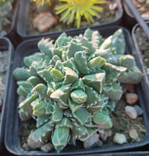 Faucaria albidens