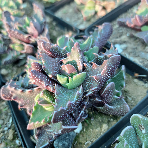 Faucaria tigrina (-Lynton)