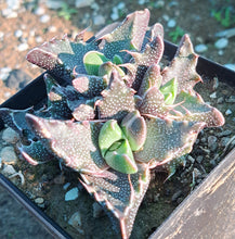 Faucaria tigrina (-Lynton)