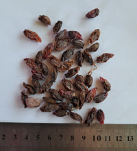 Cyphostemma juttae - 10 seeds
