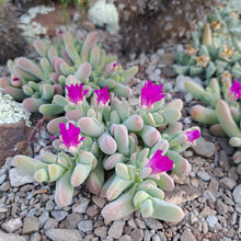 Gibbaeum geminum