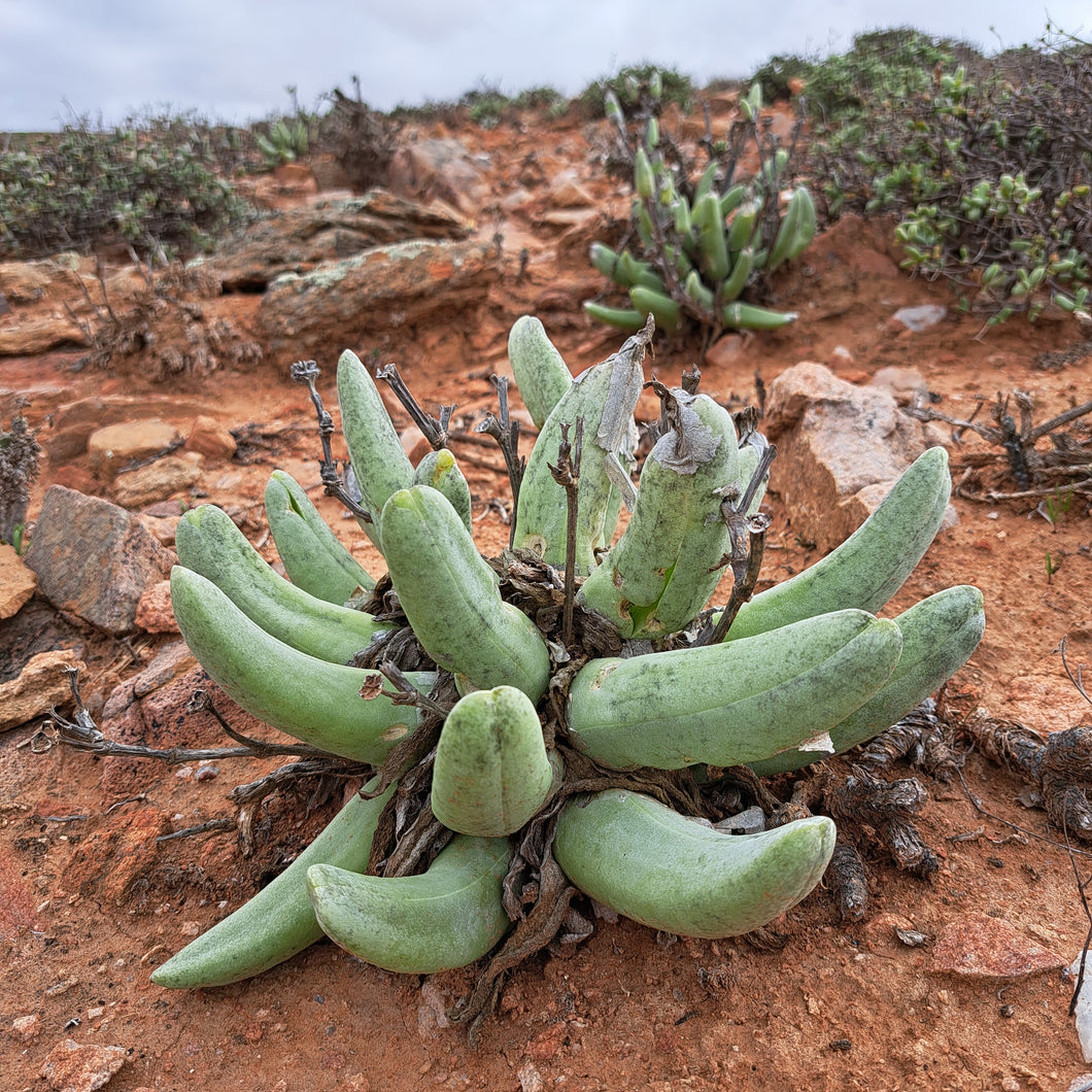 Mitrophyllum grande