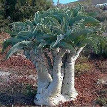 Cyphostemma juttae - 10 seeds
