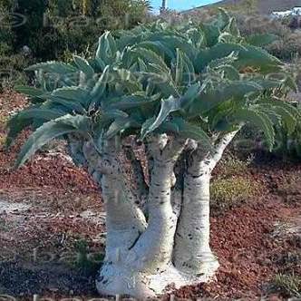 Cyphostemma juttae - 10 seeds