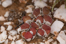 Gibbaeum pilosulum (EA1276 Poortfontein)