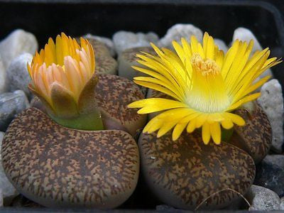 Lithops lesliei mix