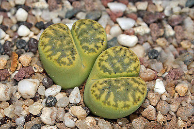 Lithops bromfieldii var. insularis 'sulphurea' C.362