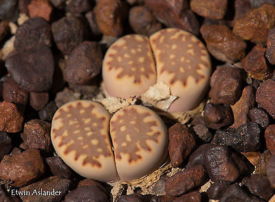 Lithops julii ssp. fulleri  (mixed forms)