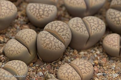 Lithops marmorata var. elisae