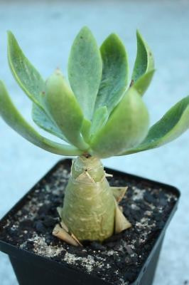 butter tree succulent Tylecodon paniculatus