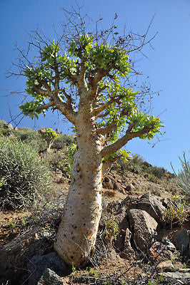 Tylecodon paniculatus - Butter tree