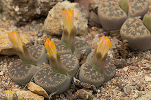 Lithops lesliei ssp. lesliei var. lesliei -Pietersburg form C. 032