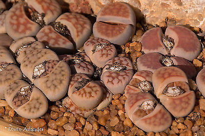 Lithops karasmontana - mix
