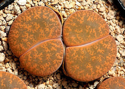 Lithops lesliei -Warrenton form C. 005