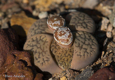 Lithops hookeri var. susannae C.091
