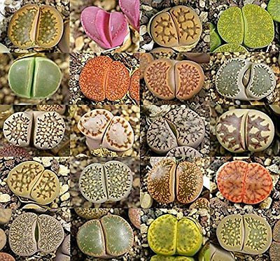 Lithops mixed species