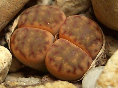 Lithops dinteri var. multipunctatus C.181