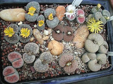 Lithops mixed species