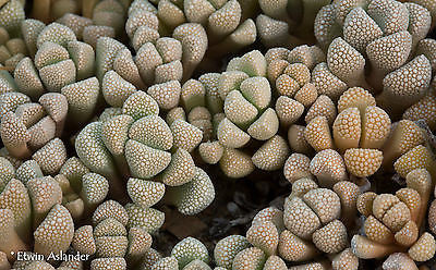 Titanopsis primosii EA3996