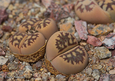 Lithops dorotheae C.300