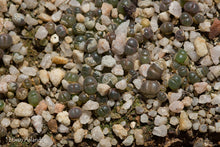 Conophytum,  section Opthalmophyllum mix