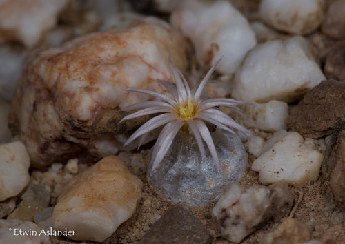 Conophytum hammeri EA3033  - 100 seeds