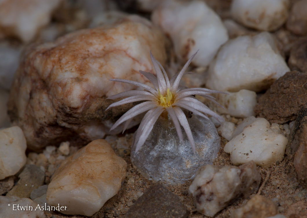 Conophytum hammeri EA3033  - 100 seeds