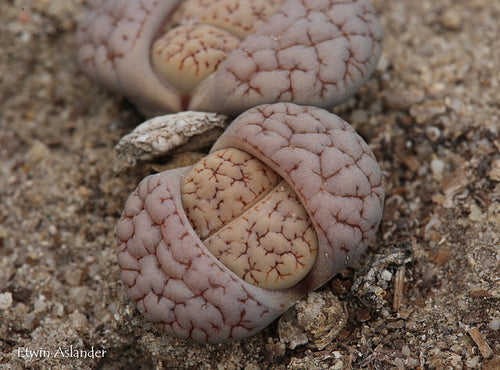 Lithops gracilidelineata var. waldroniae C.189