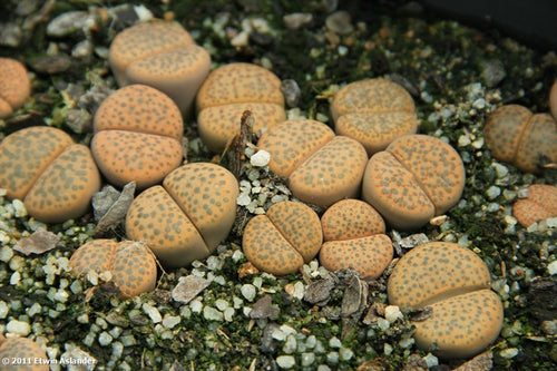 Lithops fulviceps var. laevigata C.412