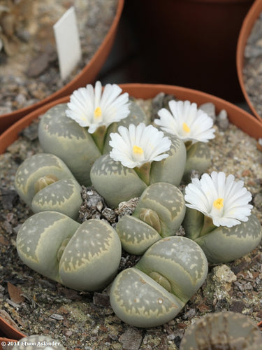 Lithops marmorata var. marmorata 'Umdausensis' EA717
