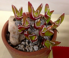 Glottiphyllum peersii (Willowmore)